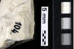 Foto (Detailansicht) von Gastrodorus sp. (NHMW-GEO-1990-0041-0104)